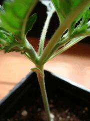 DSC03563Critical Kush