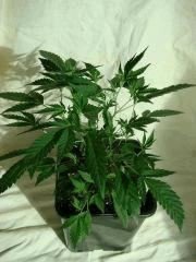 DSC03509 BlueberryHeadband D25