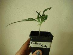 DSC03559 Critical Kush