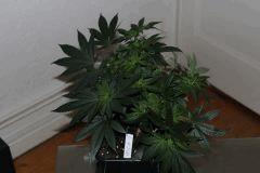 IMG 0620 MPK