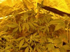 DSC03588 Quantum Kush F 10