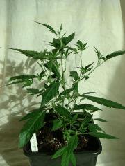 DSC03513 BlueberryHeadband D25
