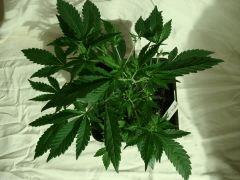 DSC03511 BlueberryHeadband D25