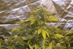 IMG 0655 Green Crack