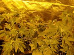 DSC03590 Les Blueberry Headband F 10