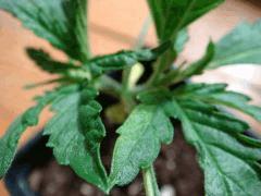 DSC03565 Critical Kush