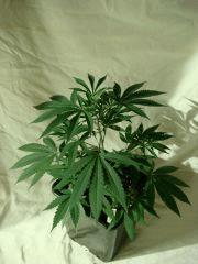DSC03545 Agent Orange #2 D25