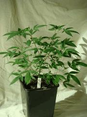DSC03543 Quantum Kush #4 D25