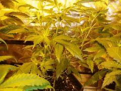 DSC03591 Blueberry Headband F 10