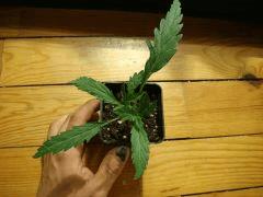 DSC03560 Critical Kush