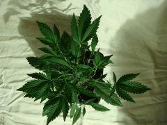 DSC03514 BlueberryHeadband D25