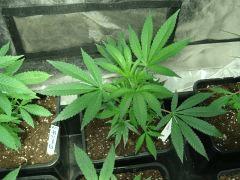 DSC03486 Agent Orange D14