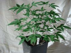 DSC03540 Quantum Kush #4 D25