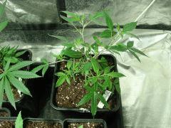 DSC03485 Quantum Kush#4 D14