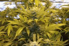 IMG 0652 Agent Orange F36