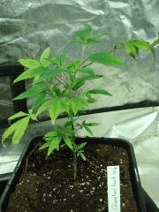 DSC03424 Quantum Kush #4 D8