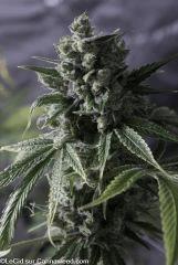 Double Tangie Banana F70