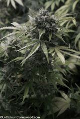 F58 double tangie banana