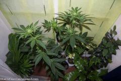 19042016 Double Tangie Banana 2 Flo  15 (2)
