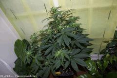 18042016 Double Tangie Banana 8 Flo  14 (2)