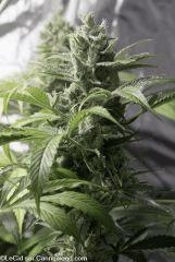 F58 double tangie banana