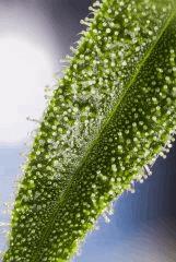 14012017 SOUR DIESEL 29 CROP (2)