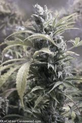Double Tangie Banana F70 phéno 1