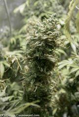 Double Tangie Banana n°10