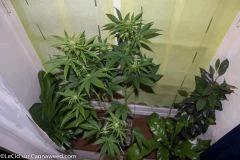 20042016 Double Tangie Banana 5  Flo  16 (2)