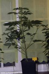 21042015 Double Tangie Banana 7 F 23