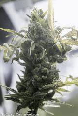 Double Tangie Banana F70 n°9