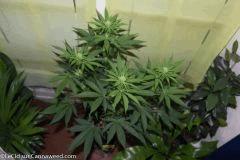 19042016 Double Tangie Banana 1 Flo  15 (2)