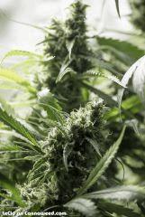 Amnesia F57