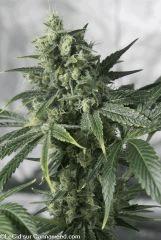 F58 double tangie banana