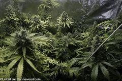 F58 double tangie banana F65 amnesia uk scott's og