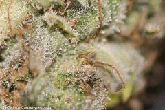 Macro Agent Orange