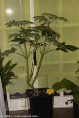 18042016 Double Tangie Banana 9 Flo  14