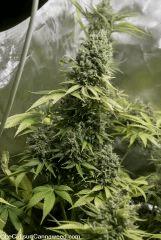 F58 double tangie banana
