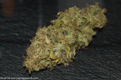 Agent Orange #4