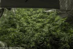18 04 16 Double Tangie Banana Amnésia Cheese Scott Og