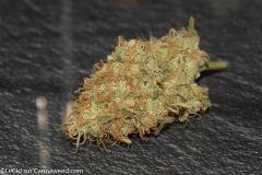 Agent Orange