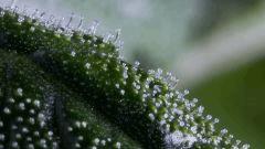 22012017 UK CHEESE F37 CROP