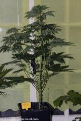18042016 Double Tangie Banana 8 Flo  14