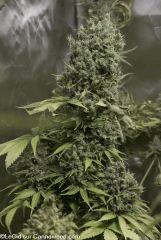Double Tangie Banana F70 phéno 8