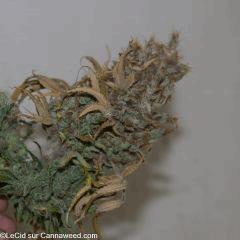 Double Tangie Banana n°7 moisi
