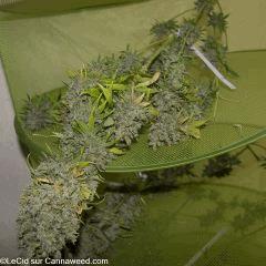 double tangie banana #8 Flo +72