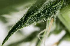 14012017 SOUR DIESEL 29 CROP
