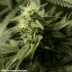 UK F37