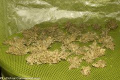 Double Tangie Banana #8 48,4 Gr