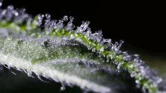 13012017 SOUR DIESEL 28 CROP